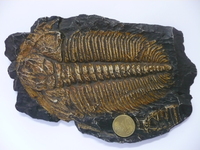 Trilobite Paradoxides