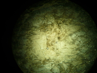 Sillimanite