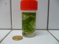 Enteromorpha spp