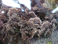 Coralina elongata