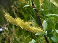 Saule Salix (fleurs mâles)