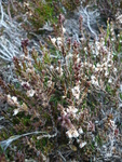 Calune Fausse bruyère <br> Callun vulgaris