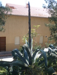 Agave américain <br> Agava american (jeune inflorescence)